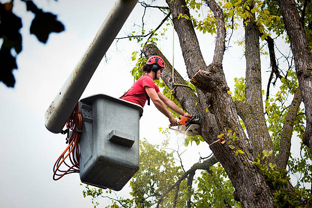 Why Choose Our Tree Removal Services in Bluewell, WV?